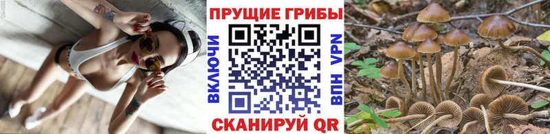 Псилоцибиновые грибы прущие грибы  купить наркоту  Томмот 